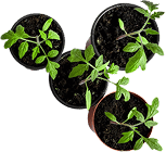 Professional landscaping company in Western New York