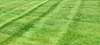 Lawn Care and Maintenance
