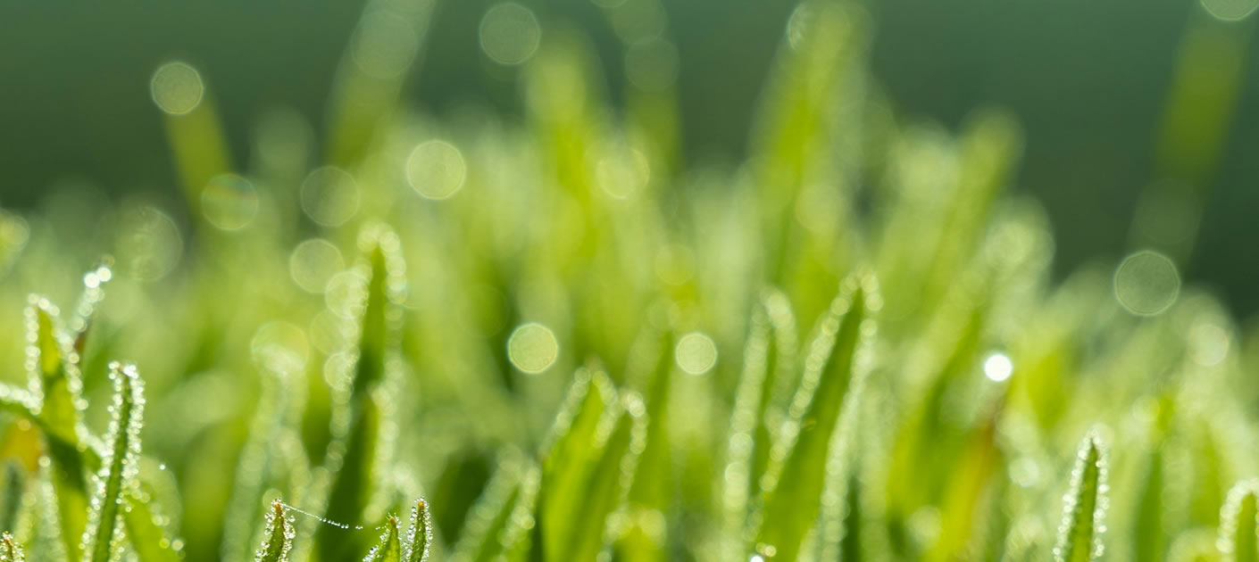 Landscaping Design and Services